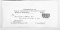 Splanchnonema argus image